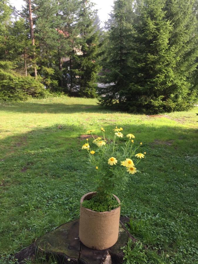 Vila Borovic Zlatibor Dış mekan fotoğraf